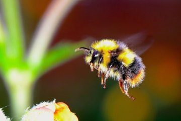 Bumble Bees