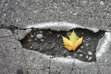 brown maple leaf on gray concrete brick floor