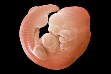 Mouse Embryo