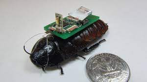 Cyborg Cockroaches