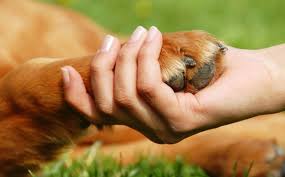 ANIMAL RIGHTS