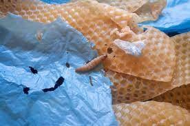 Wax Worm Saliva