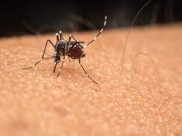 Some People Really Are Mosquito Magnets