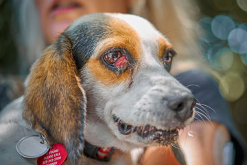 Animal Testing