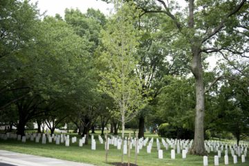 Tree Cemeteries