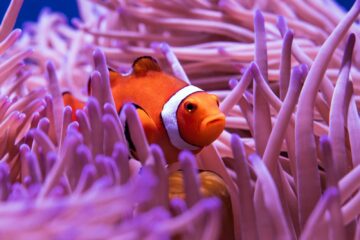 clown fish in purple and white coral reef