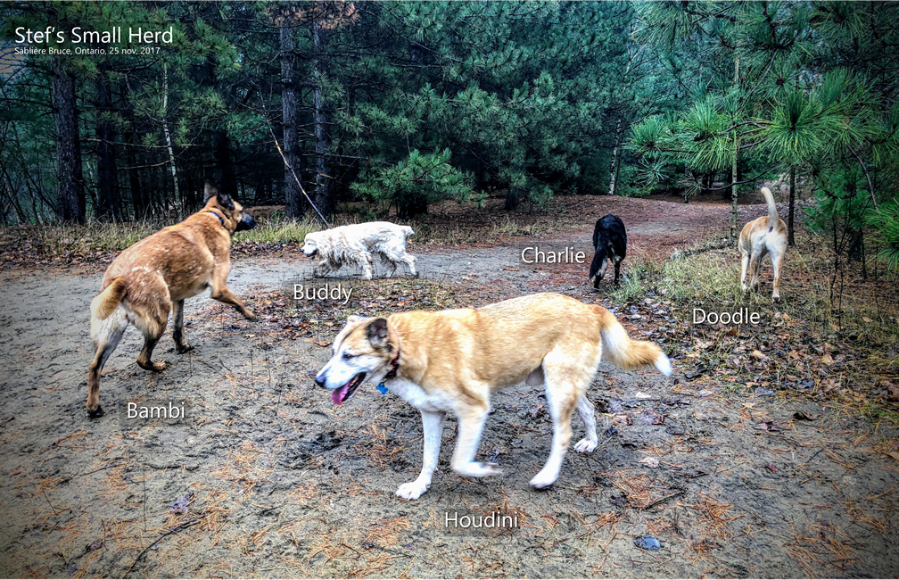 Sablière Bruce, Ontario, 25 nov. 2017