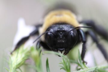 tilt shift lens photography of bee