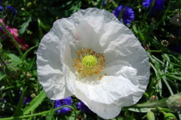 THE WHITE POPPY