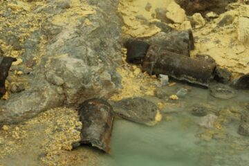 there is a bear that is standing in the water