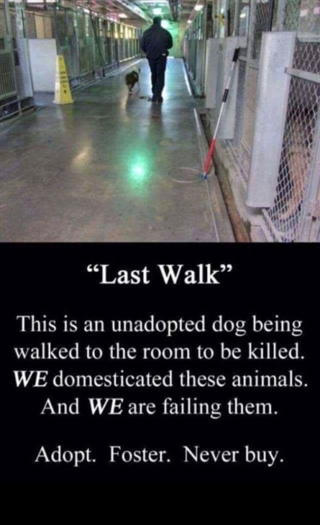 Please Adopt