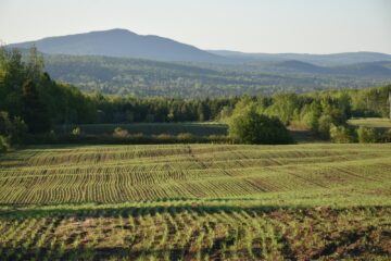 a large field of grass with mountains in the background