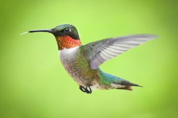 green and brown humming bird flying