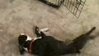 Convulsions In Animals