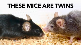 Reversed Aging in Mice