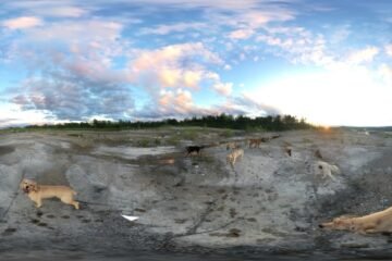 So many dogs, so little time