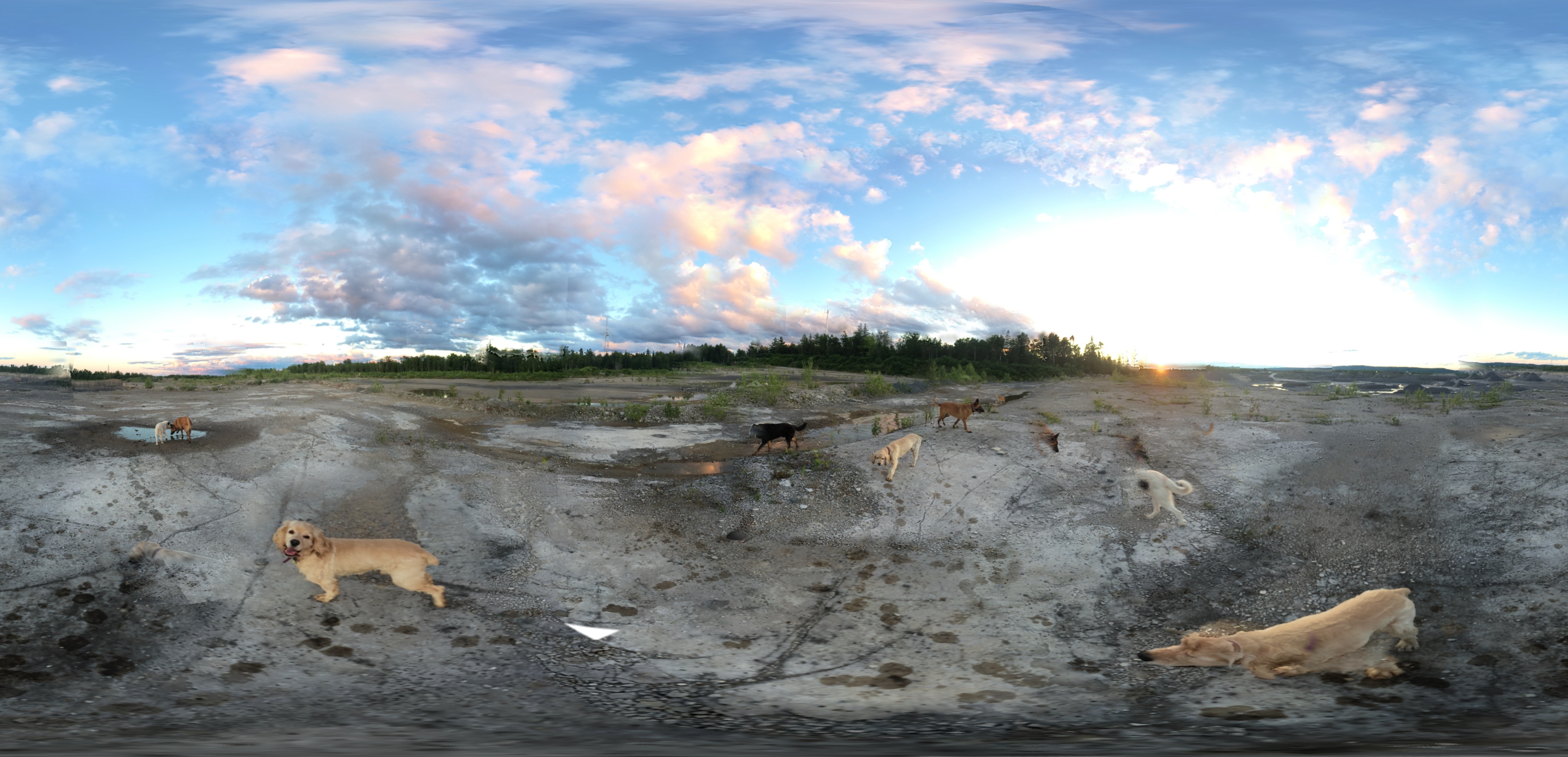 So many dogs, so little time