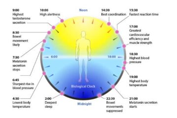 Circadian Clock