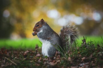 a squirrel eating a nut in the grass