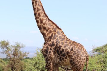 giraffe standing on green grass during daytime
