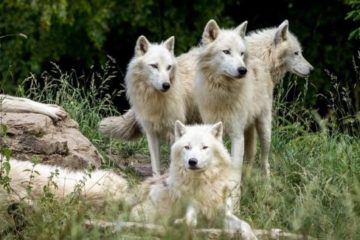 Animal Population