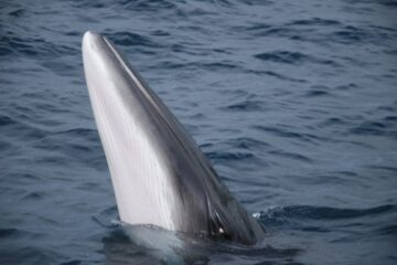 gray whale