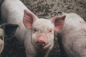 white pig on brown soil