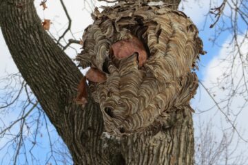 A bird nest in a tree with leaves on it