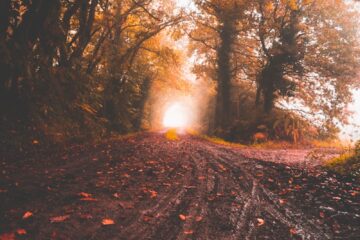 road between yellow leaf trees at daytime